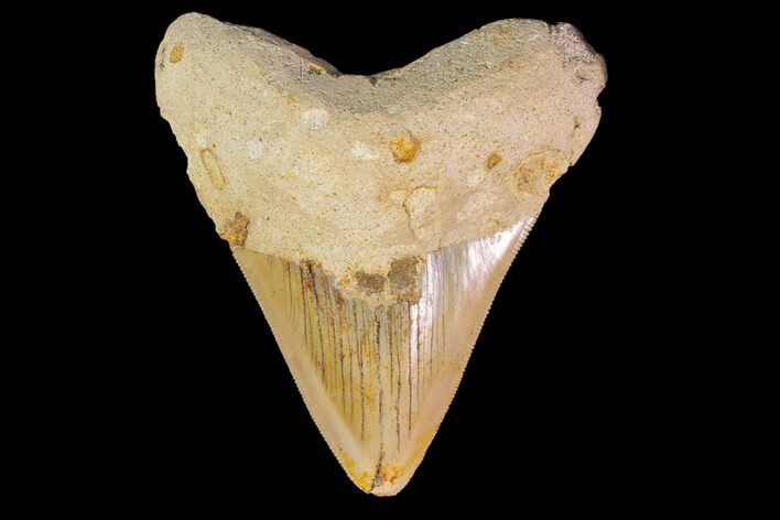 Bargain, Serrated Megalodon Tooth - Indonesia #154621